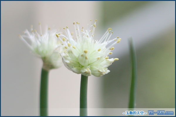 葱花