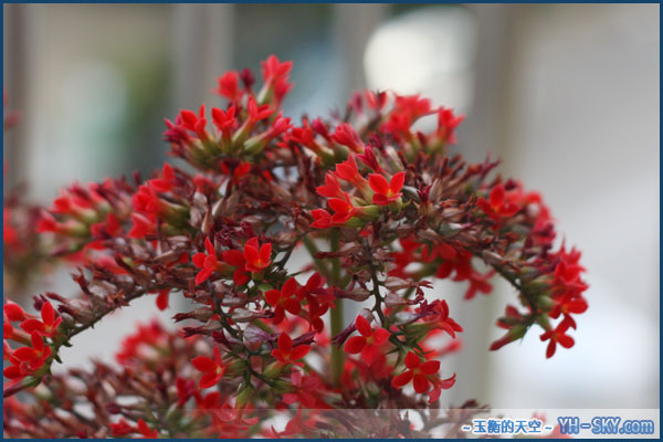 长寿花