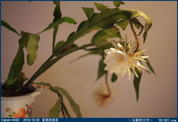 昙花