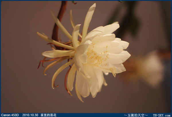 昙花