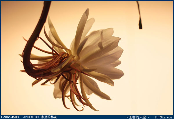 昙花