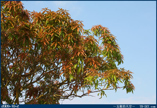 芒果树